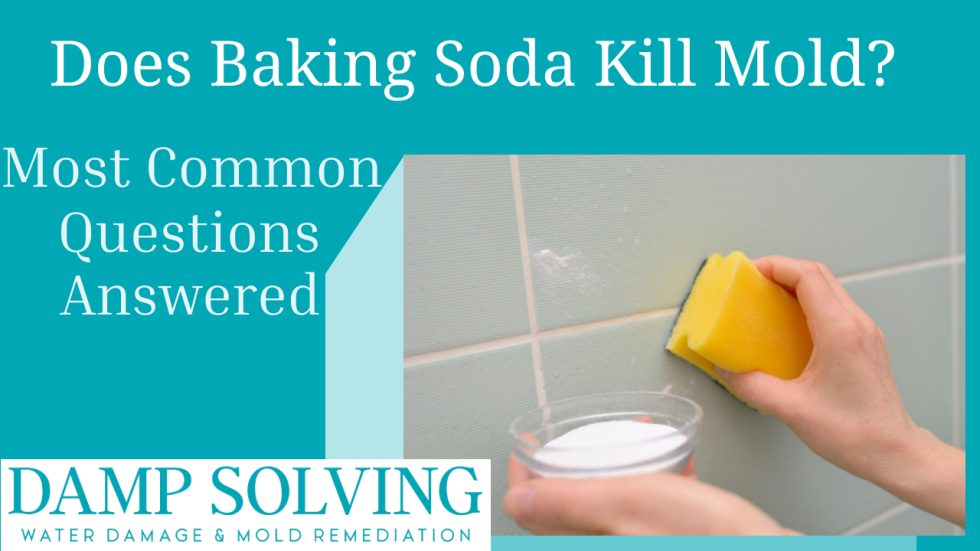 Does Baking Soda Kill Mold? Detailed Answer Damp Solving